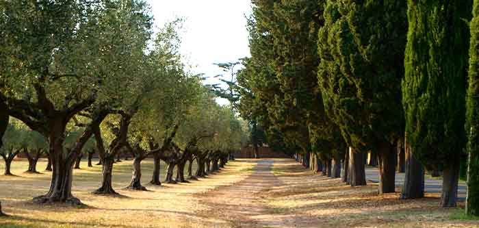 Producteur d'huiles d'olive